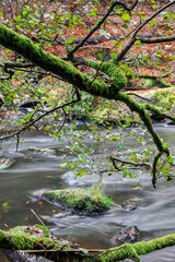 Moosbewachsener Baum am Flussufer, Waldnaabtal