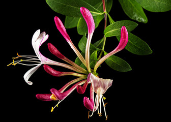 Flowers of honeysuckle, lat. Lonicera periclymenum Serotina, isolated on black background