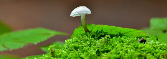 magic mushroom 
