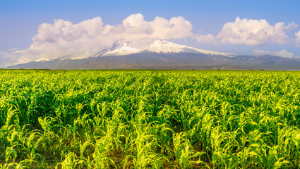  beautiful summer corn shiny field with green growth and amazing high mountain with snow and white clouds with deep blue cloudy sky on background