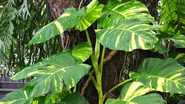 Epipremnum aureum (Also called golden pothos, Ceylon creeper, hunter's robe, sirih gading) on the tree. The plant is listed as toxic to cats and dogs