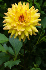 yellow dahlias flower in garden