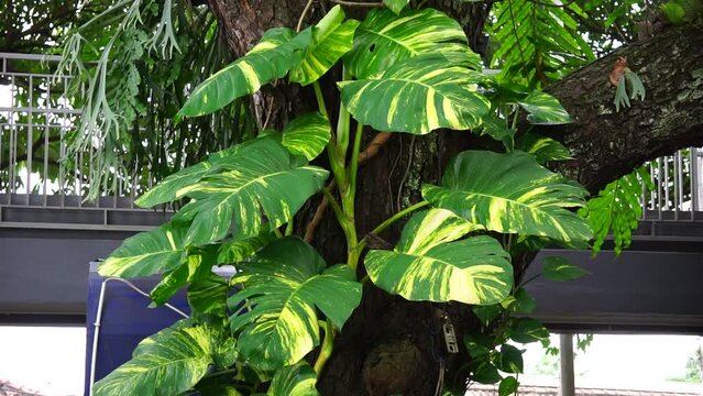 Epipremnum aureum (Also called golden pothos, Ceylon creeper, hunter's robe, sirih gading) on the tree. The plant is listed as toxic to cats and dogs