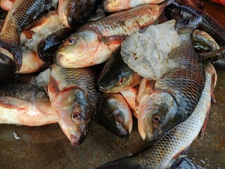 Heap of freshly harvested rohu carp fish from farm pond