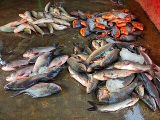 Pile of carp fish sale in Indian fish market HD