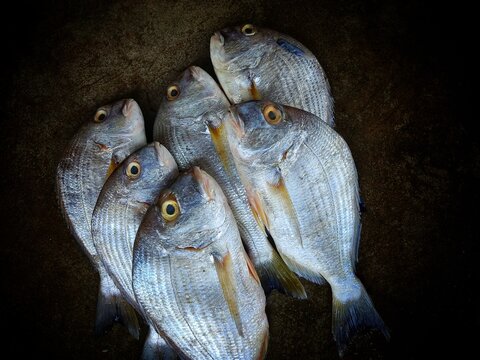 Large yellowfin bream acathopagrus fish arranged for sale in indian fish market