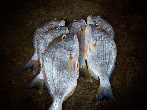 Large yellowfin bream acathopagrus fish arranged for sale in indian fish market