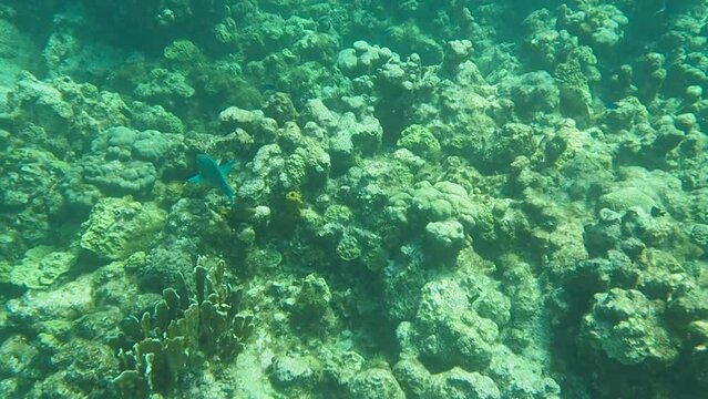 Snorkeling at Grand Cayman Island with under water case for camera 