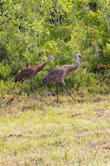 Fototapeta premium Two adult sandhill cranes and baby in wooded area