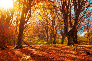 Beautiful autumnal landscape in the forest, Romanian mountains, Sibiu county