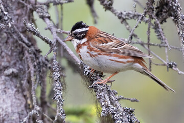 Rustic Bunting