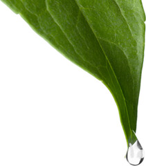 Water Drop Falling From a Leaf