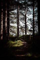 Chemin dans la forêt