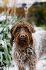 German wire-haired pointer looking at camera