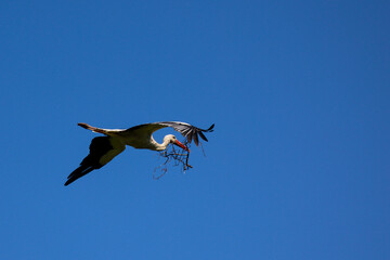 Cigogne portant une branche pour faire son nid