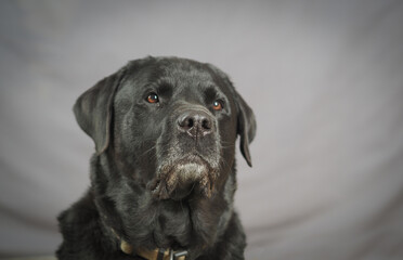 Fototapeta na wymiar Black Rottweiler / Labrador mix against gray background