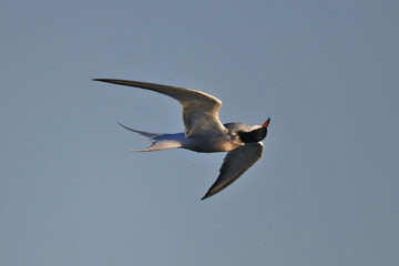 Common Tern // Flussseeschwalbe (Sterna hirundo)