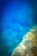 Fish swimming over rocks undersea