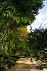 Beautiful walking alley in autumn, autumn park, vertical photo