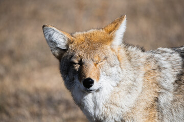 Naklejka na ściany i meble Coyote in Yellowstone National Park