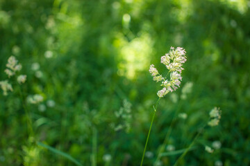 flowering ears of weeds. natural lawn in the bright sun