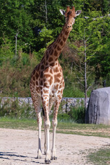 Portrait shot of young beautiful healthy female giraffe .
