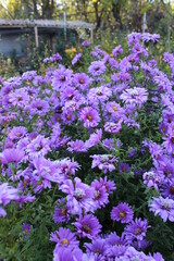 Obraz premium flowers in the frost