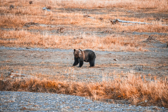 Grizzly Bear In Yellowstone National Park