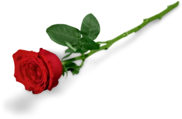 Deurstickers Red Rose with Green Stem © BillionPhotos.com