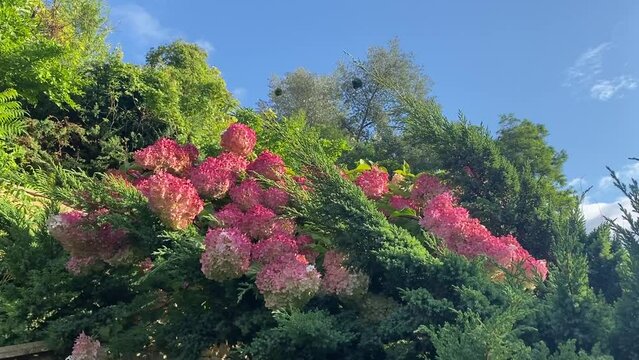Hydrangea paniculata ornamental plant among evergreen thuja branches.
