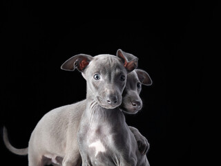 two sweet greyhound puppies on black. nice dogs in studio