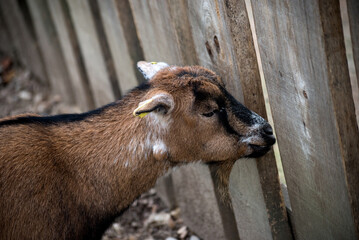 Obraz premium Portrait og young goat looking by the wooden fence in a farm