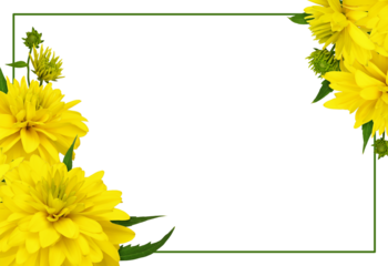 Yellow dissected rudbeckia flowers in a corner floral arrangements with green frame isolated on white or transparent background