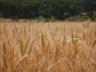 Gold wheat field and green hill. Roggenburg, Switzerland. Beauty world.