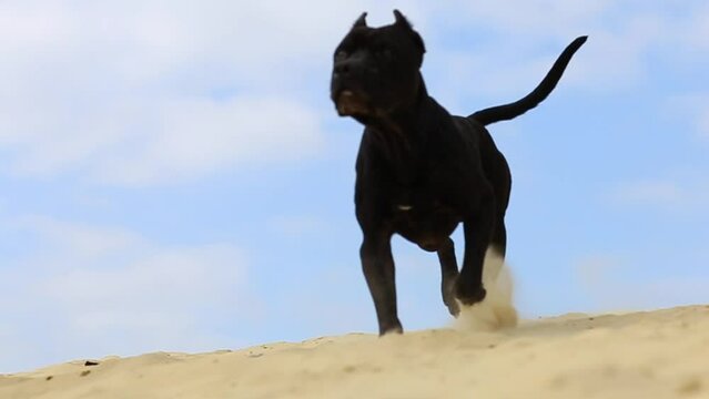 a black dog of the American Pit bull terrier breed runs on yellow sand against a blue sky background, a male dog is powerful black like a panther, a beautiful video in motion with a statuesque black d