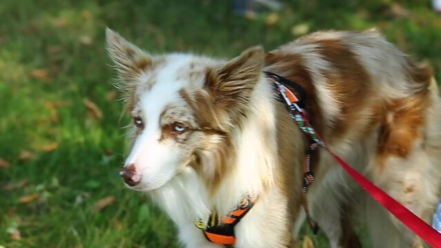 a large portrait of a border collie dog of tricolor color, the muzzle of a domestic dog, the attentive gaze of a cute dog
