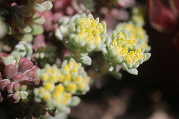 Rozchodnik łopatkowaty Sedum Spathulifolium 'Capa Blanca'