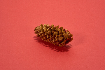 pinecone isolated on red background