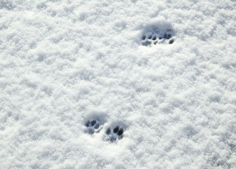 Cat paw prints in snow on sunny day. Multiple footprints of small cat walking on fresh snow. Abstract animal track texture or surface. Concept for do cats like snow. Selective focus.