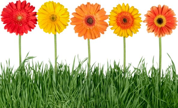 Flowers daisies close-up isolated blooming closeup petals