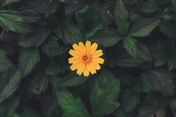 yellow flower in the garden - green leaves in the background - Powered by Adobe