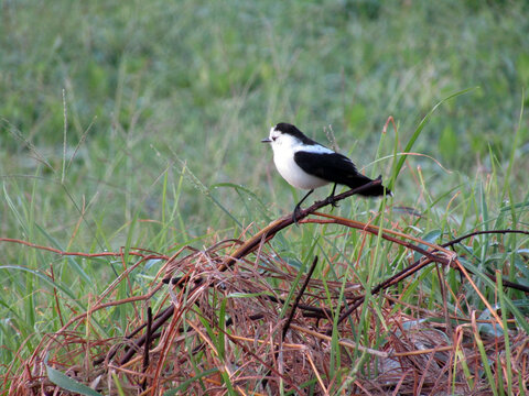 Photography of the Perched Bird on the Dry Twigs. Fauna Photo Documentary. Location in Nickerie, Suriname, South America