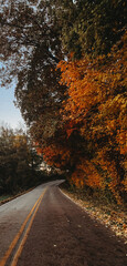 Traveling the open road at sunset in the fall with changing leaves. 