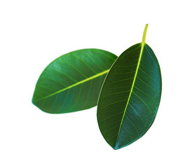 Two ficus leaves close-up isolated on a yellow background