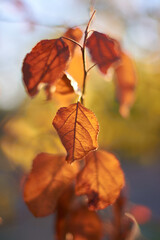 Obraz premium the light of the sun at sunset makes the leaves of the trees shine with their yellow, red and orange colors of autumn. Madrid. Spain