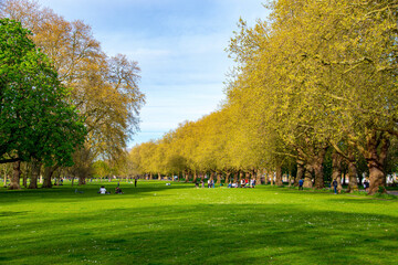 trees in the park
