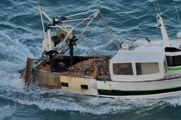 Pêche à la coquille Saint-Jacques en Bretagne - France