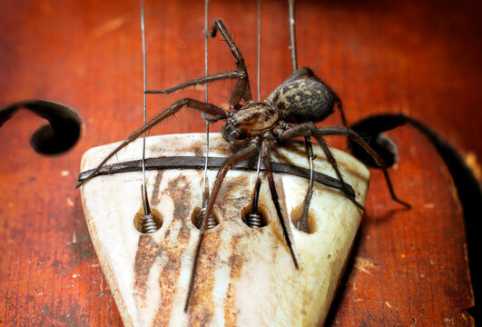 This giant house spider made a guest appearance in my garage. So why not pose him on an antique violin.