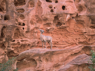 A Goat on a canyon