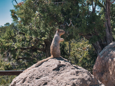 A squarrel sitting on a rock